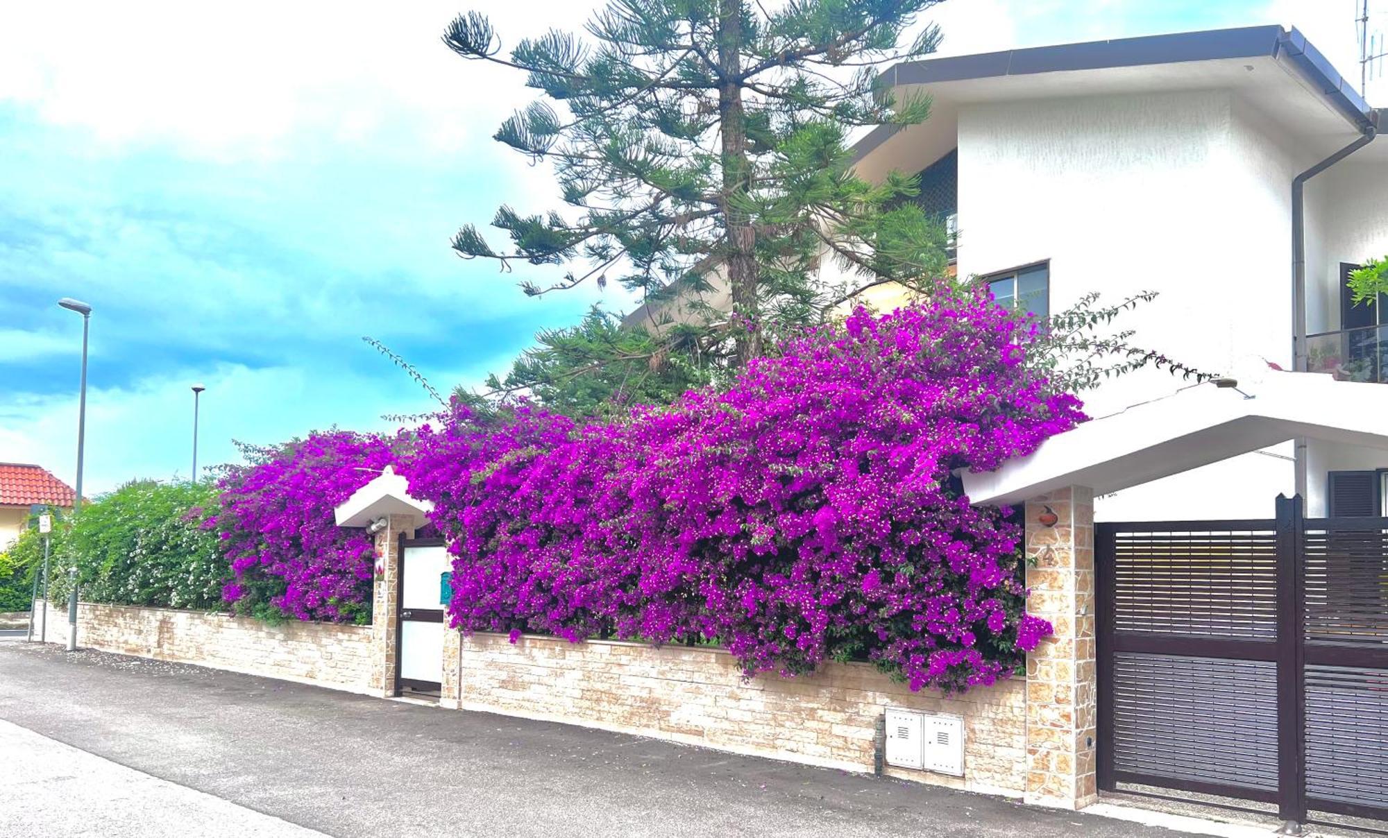 巴里Tulipano Rosso公寓 外观 照片